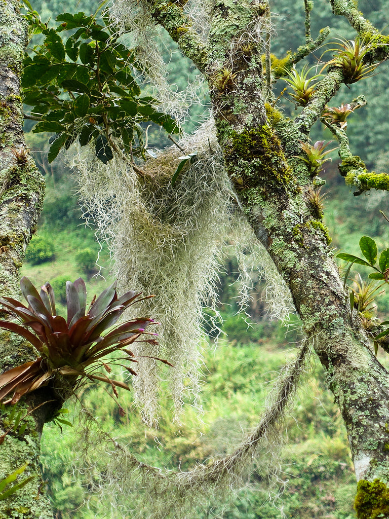 Tillandsia usenoides in natürlichem Habitat - Ecuador