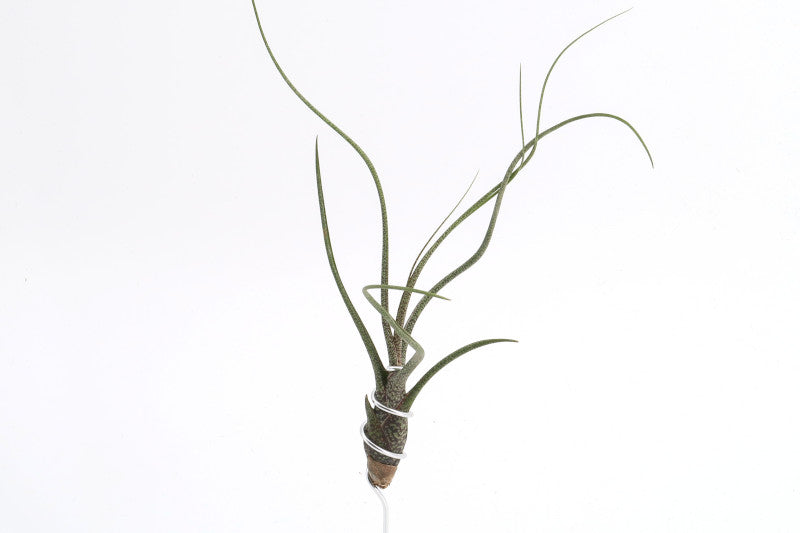 Tillandsia butzii