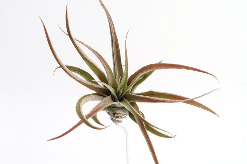 Tillandsia capitata var. Peach