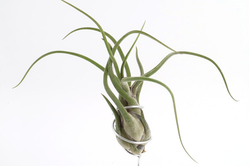 Tillandsia caput medusae