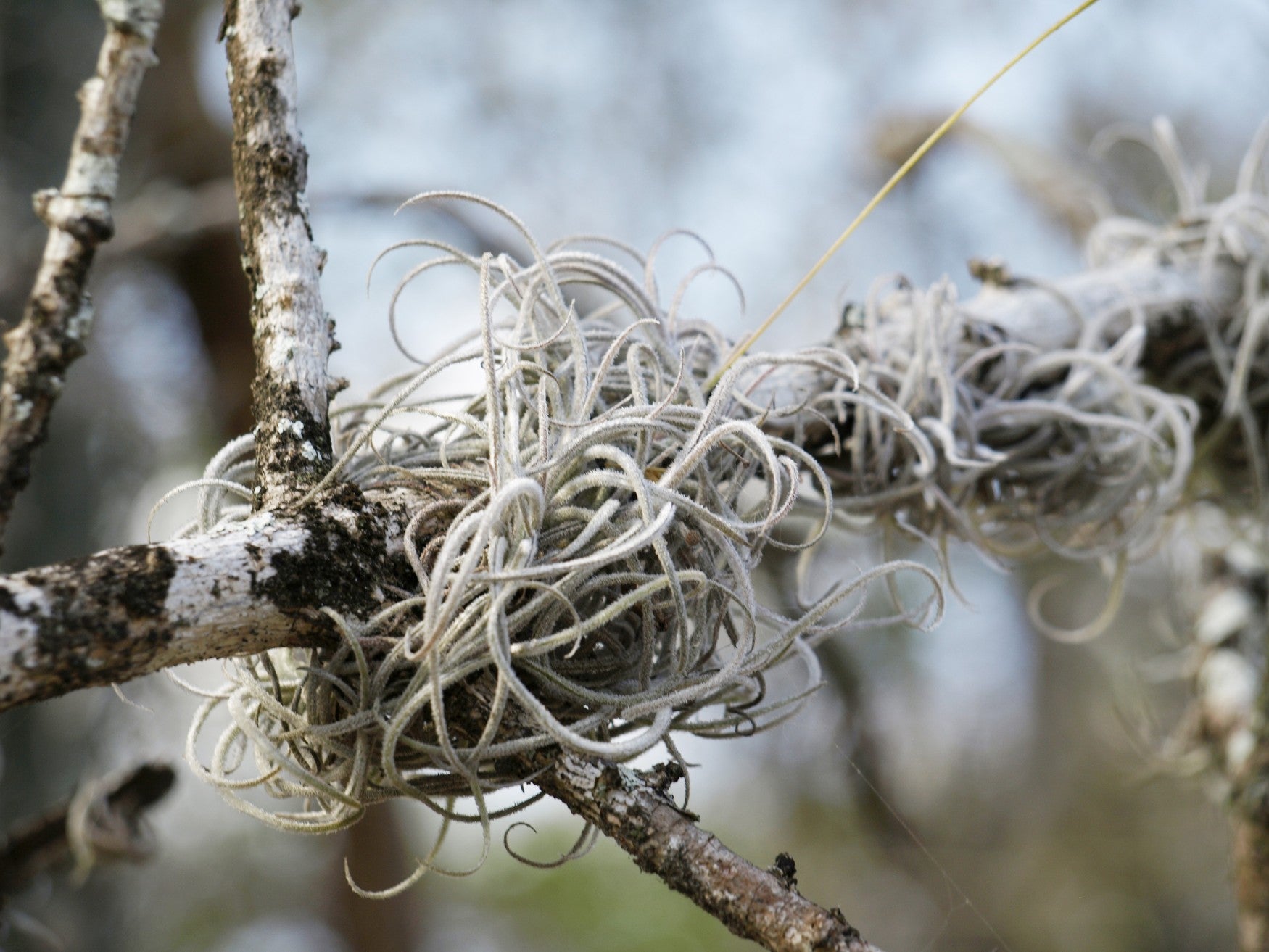 Tillandsie auf Ast in natürlichem Habitat