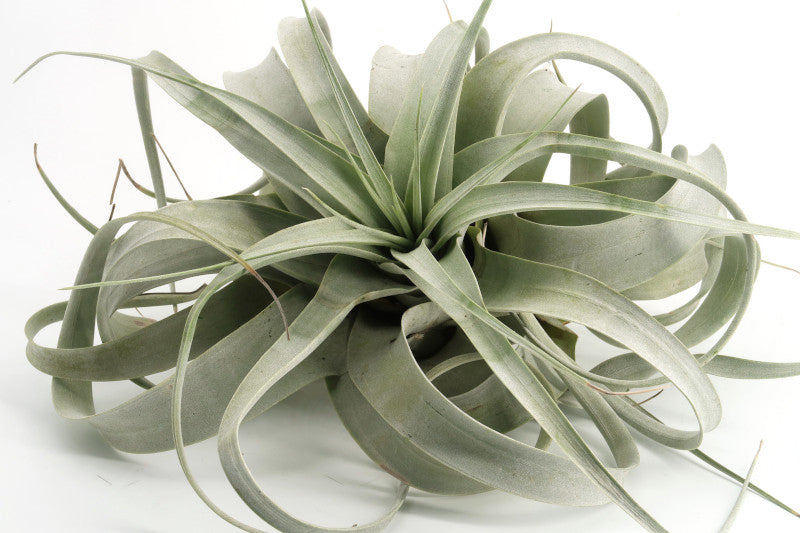 Tillandsia xerographica