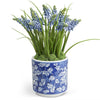 Monticello Potted Grape Hyacinth