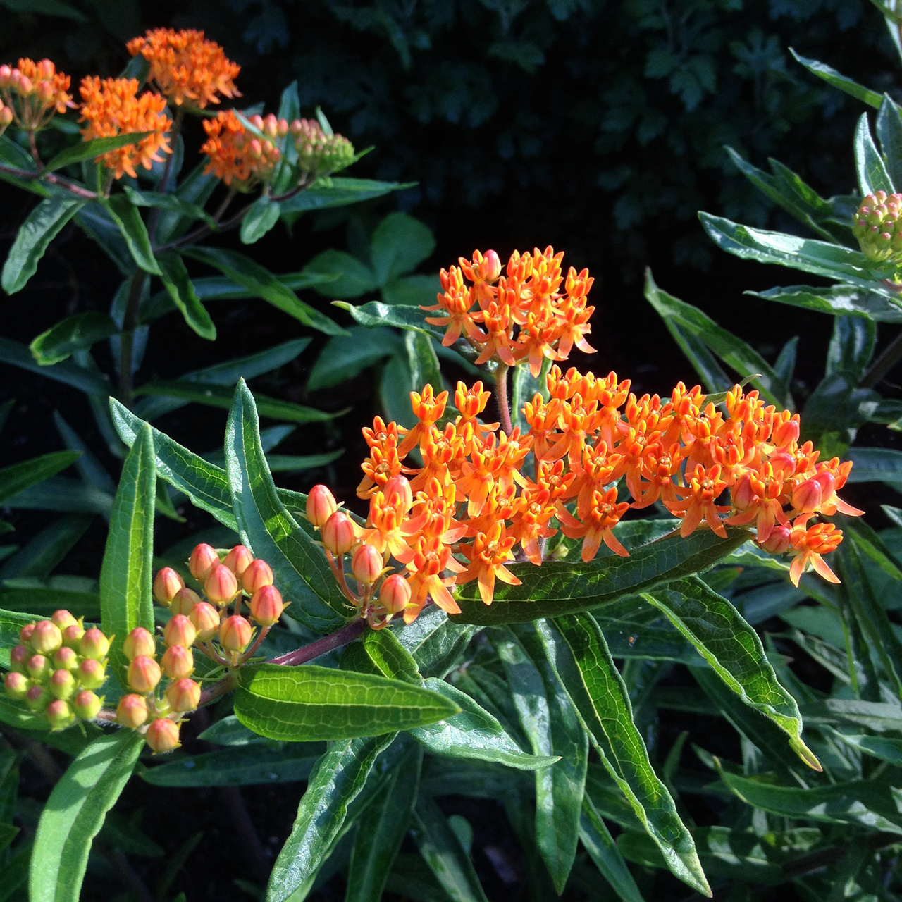 Butterfly Weed Seeds (Asclepias tuberosa)