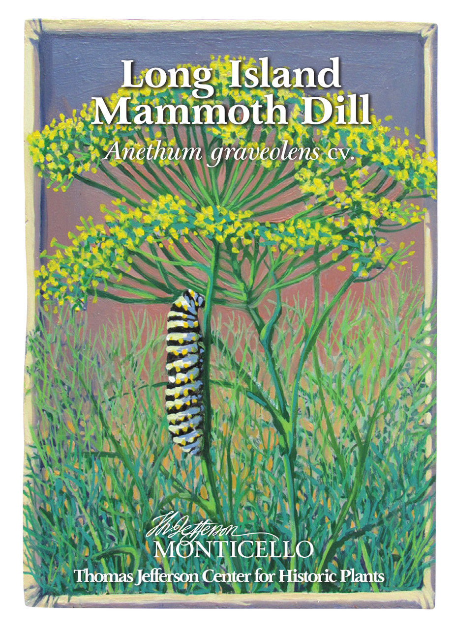 Long Island Mammoth Dill Seeds (Anethum graveolens cv.)