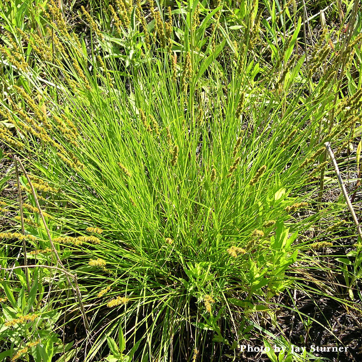 Fox Sedge (Carex vulpinoidea)