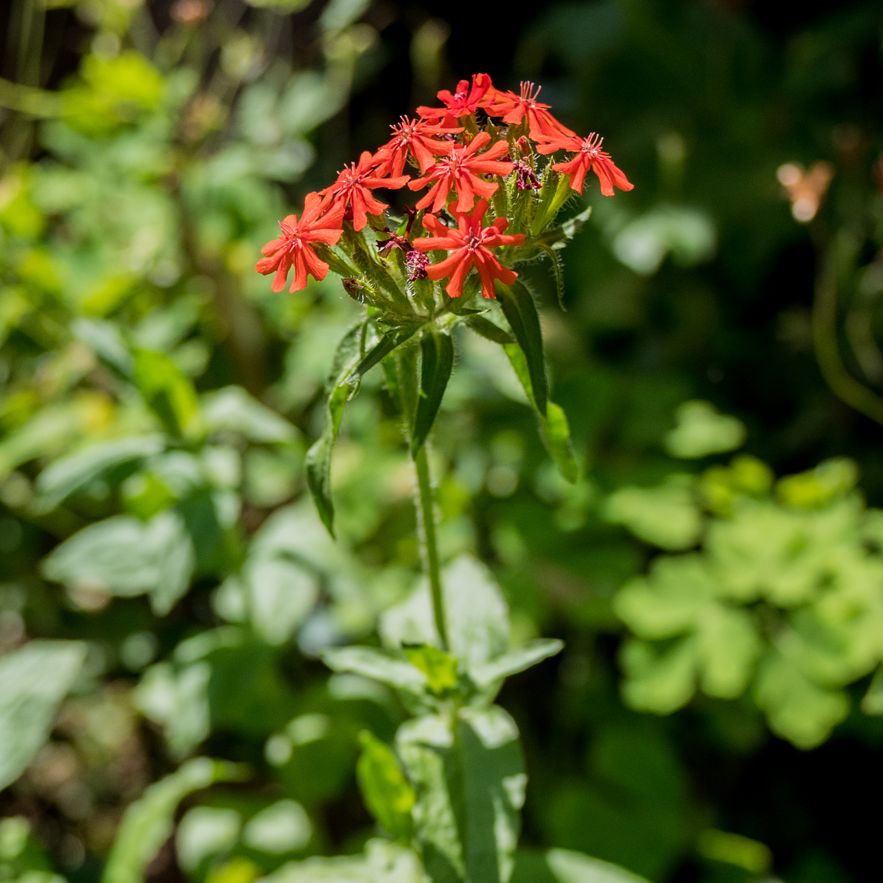 Maltese Cross Seeds (Lychnis chalcedonica)