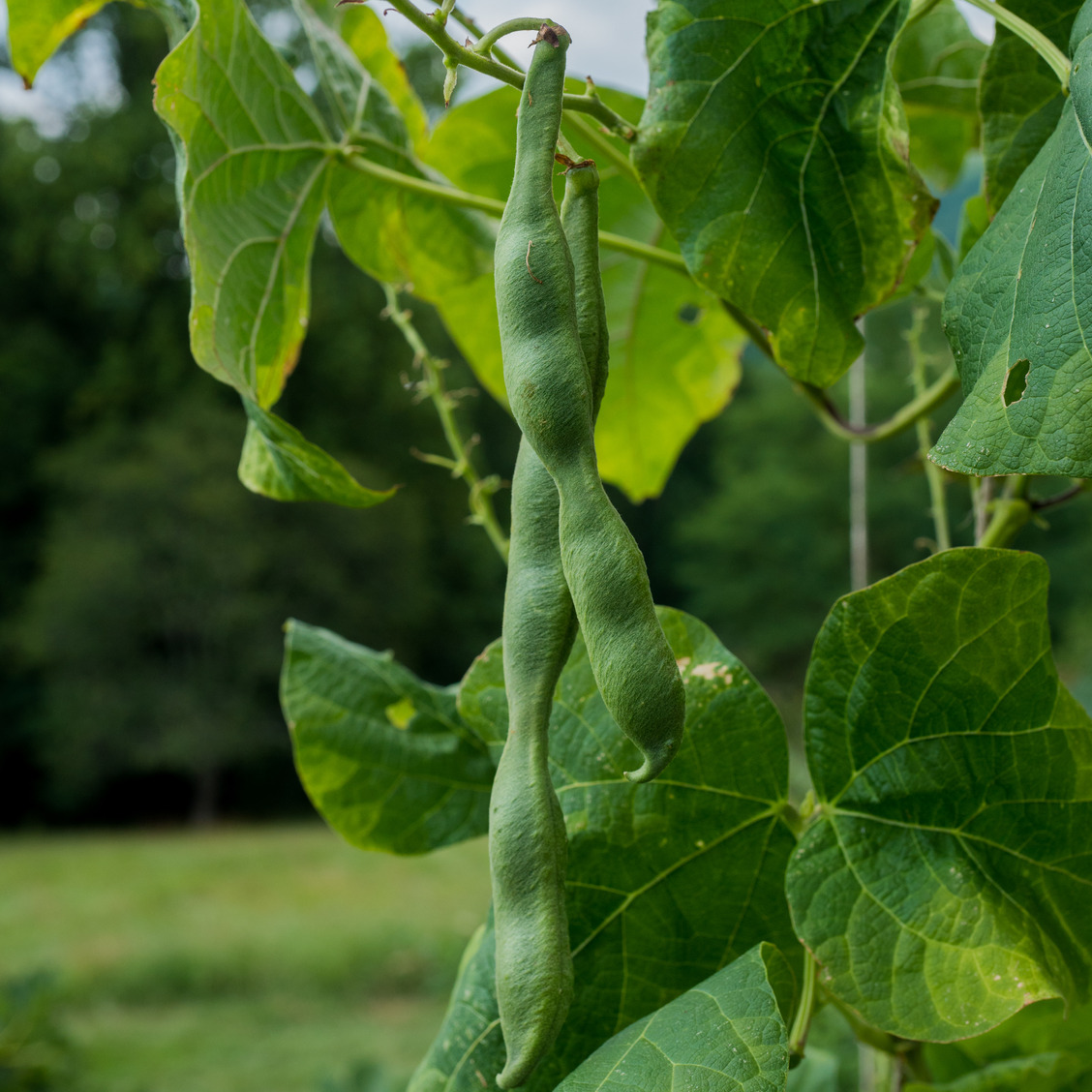 Scarlet Runner Bean Seeds (Phaseolus coccineus)