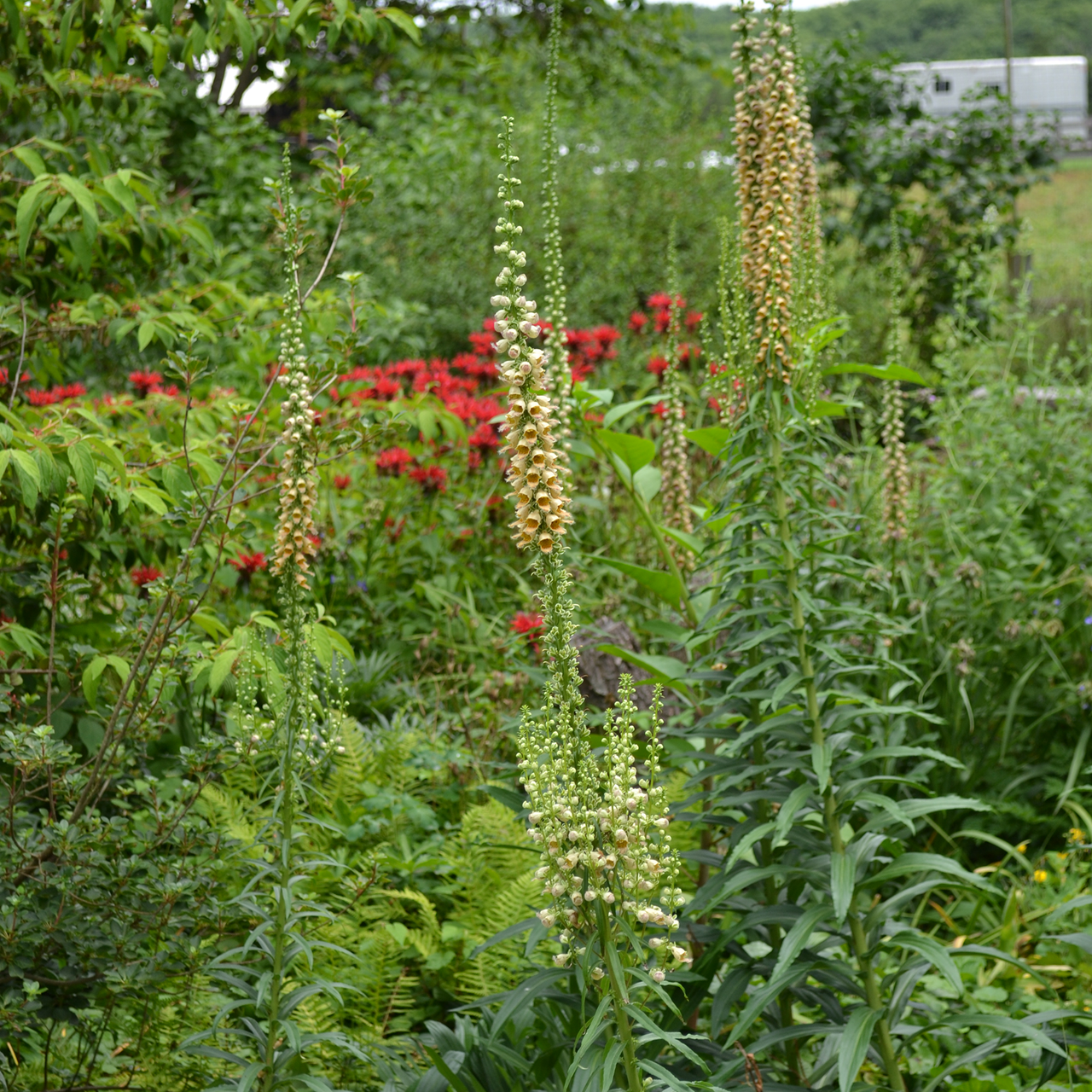 Rusty Foxglove Seeds (Digitalis ferruginea)