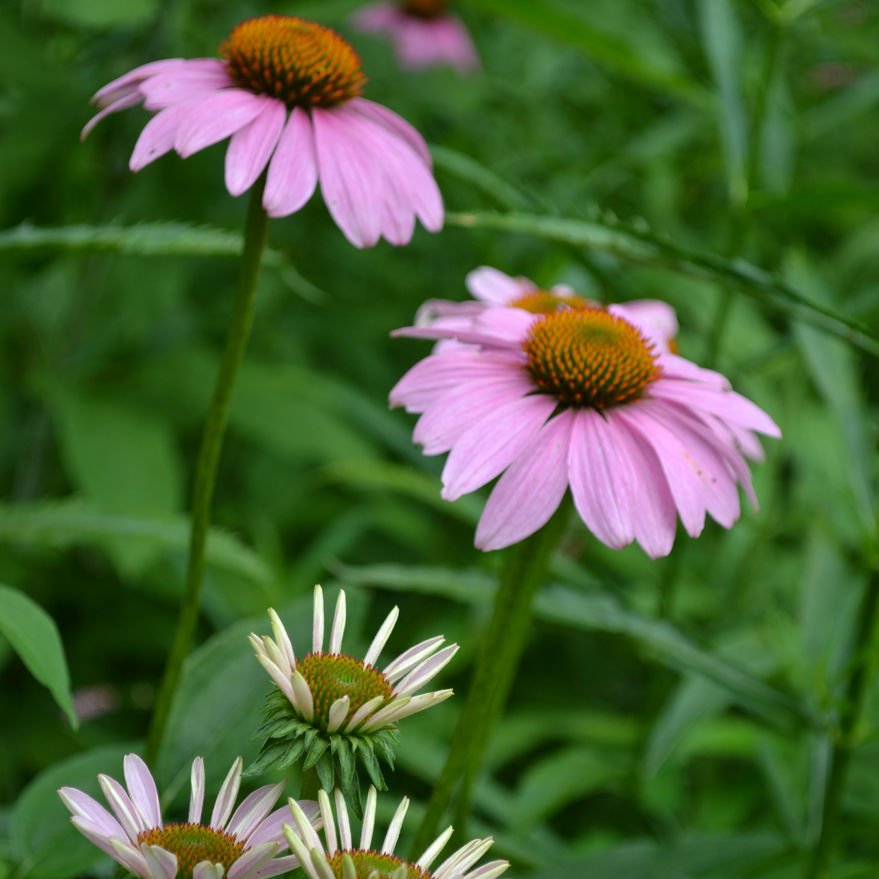 Purple Coneflower Seeds (Echinacea purpurea)