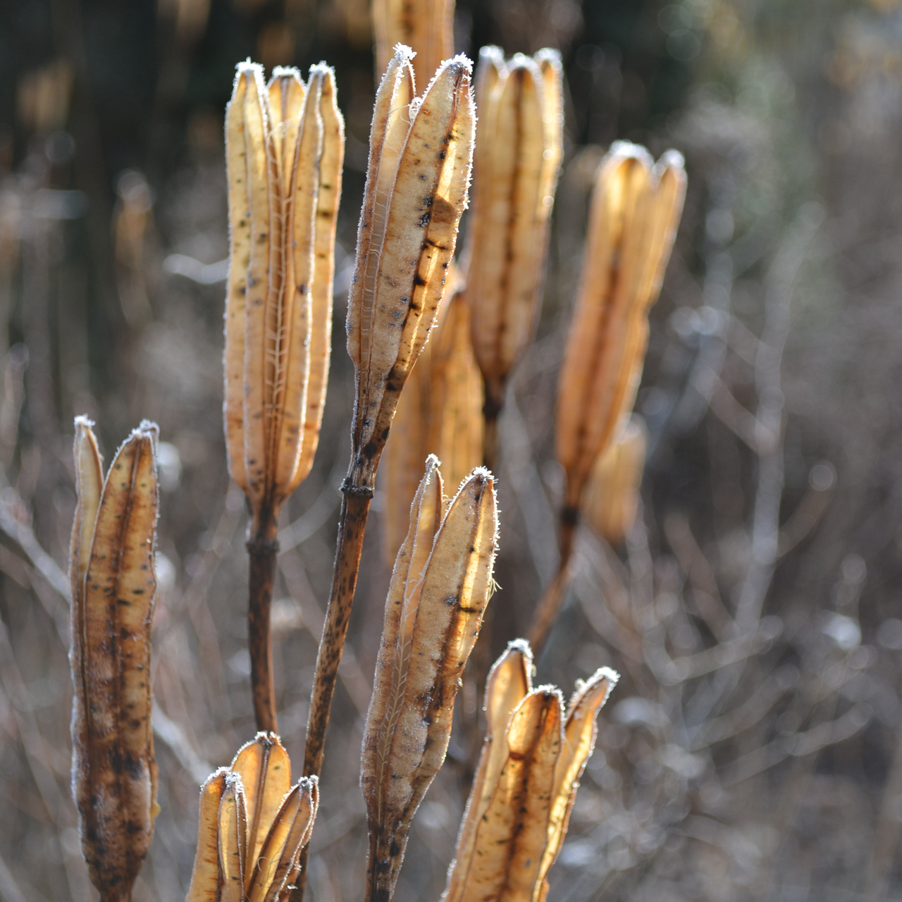 Formosa Lily Seeds (Lilium formosanum)