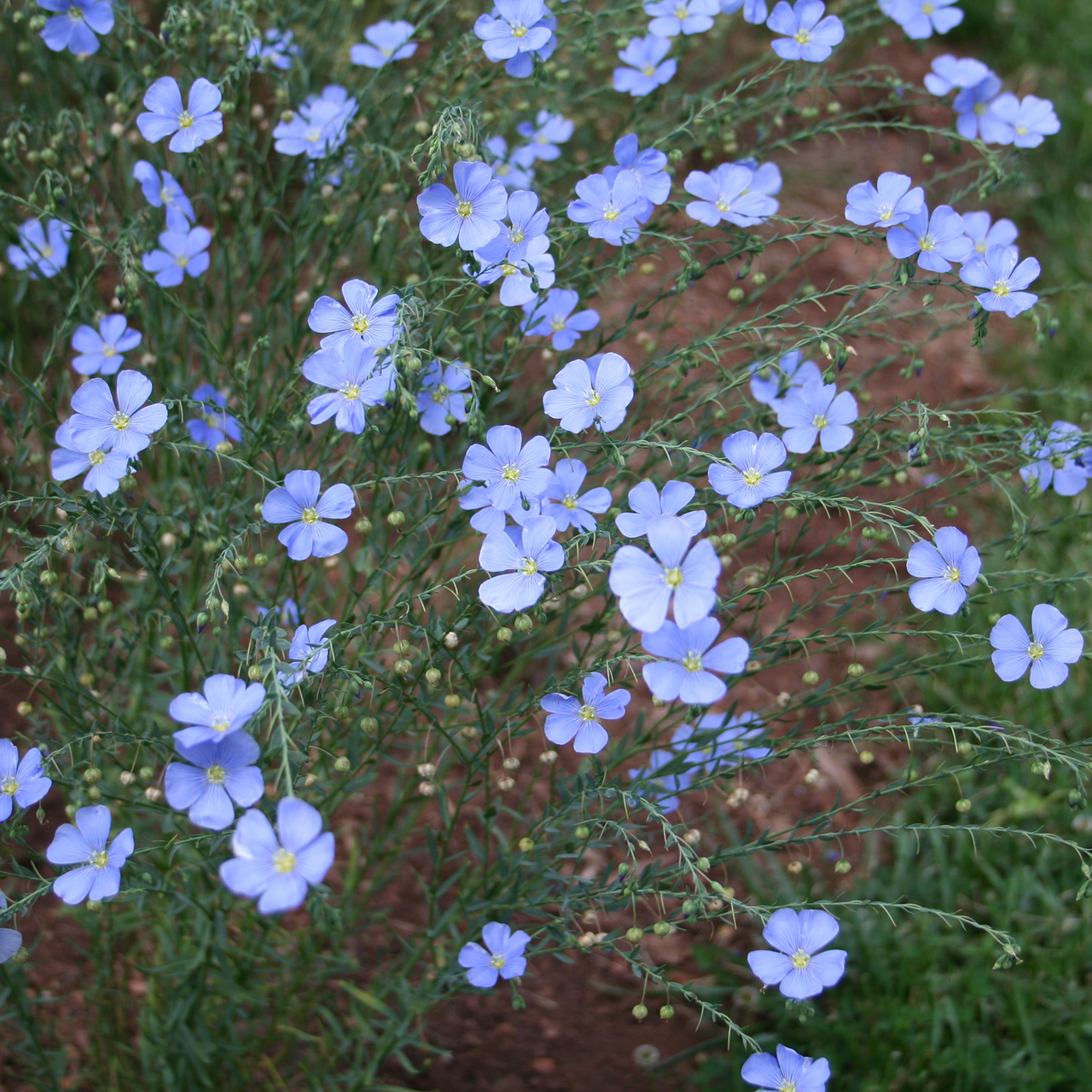 Lewis' Prairie Flax Seeds (Linum perenne lewisii)