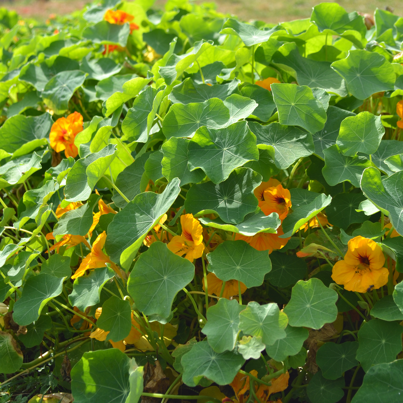 Nasturtium Seeds (Tropaeolum majus)