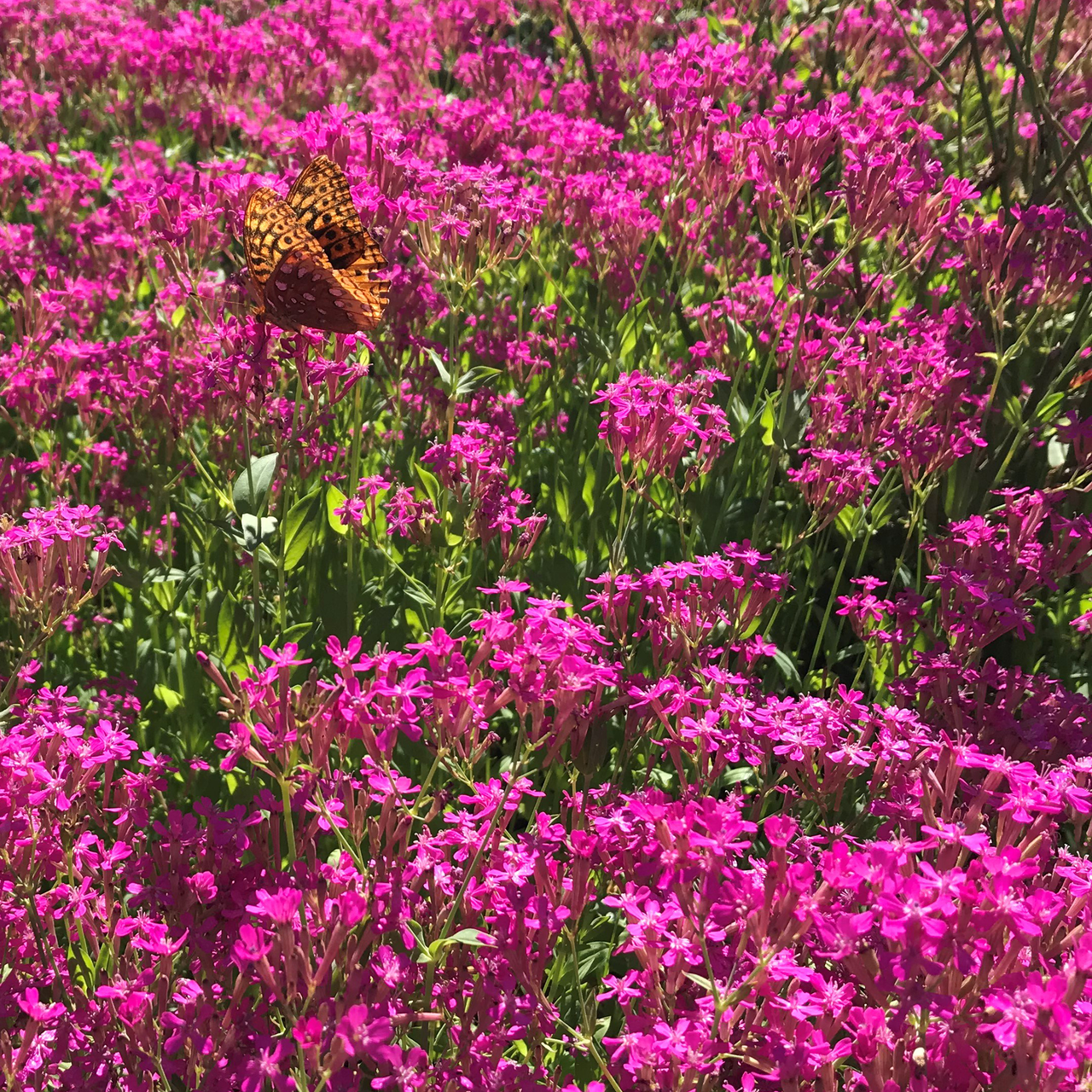 Sweet William Catchfly Seeds (Silene armeria)