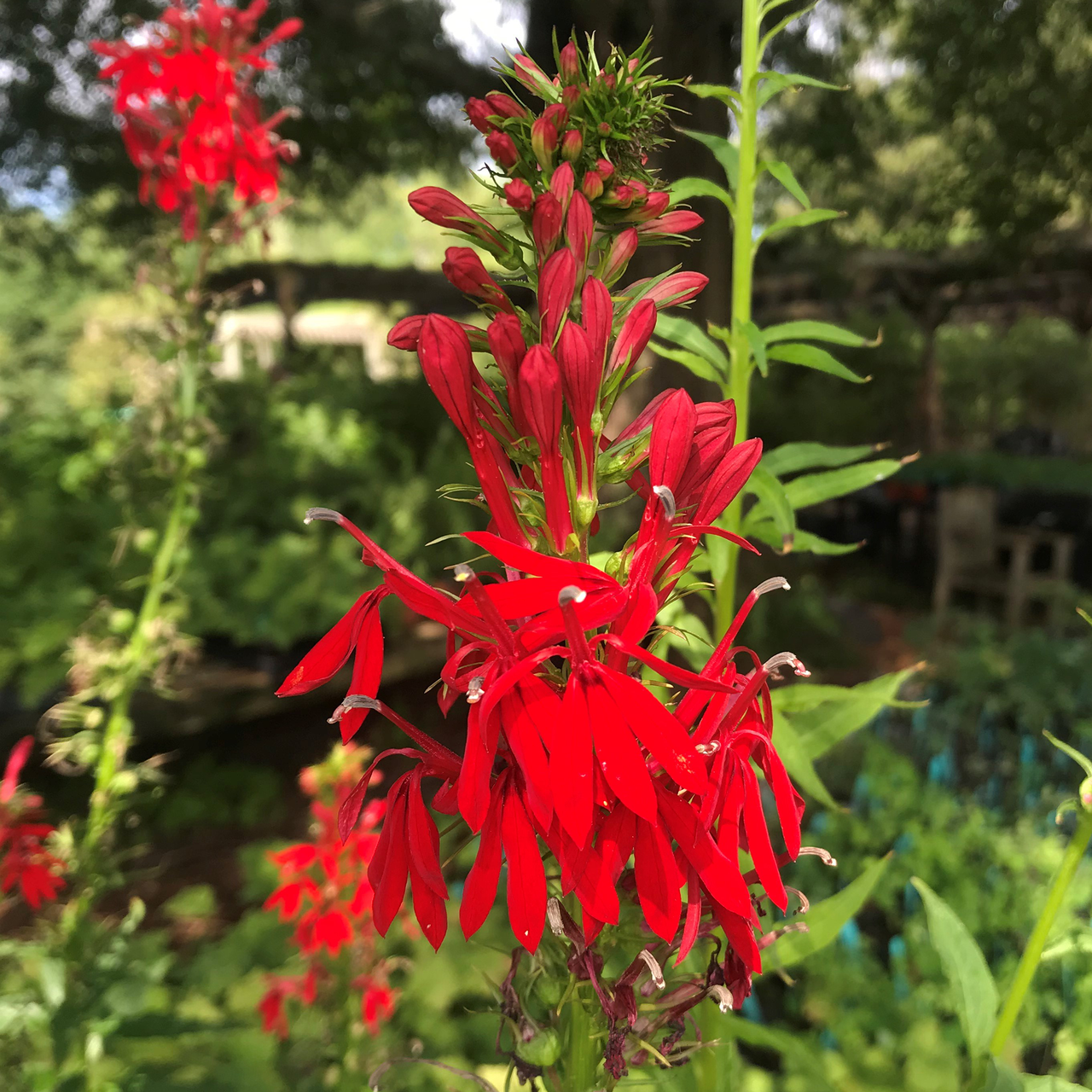 Cardinal Flower Seeds (Lobelia cardinalis)