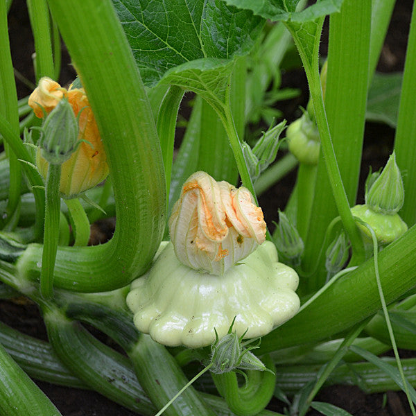 Cymling or Pattypan Squash Seeds (Cucurbita pepo)