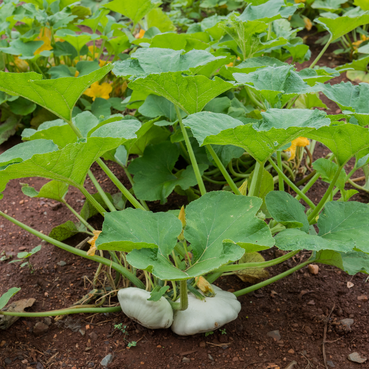 Cymling or Pattypan Squash Seeds (Cucurbita pepo)