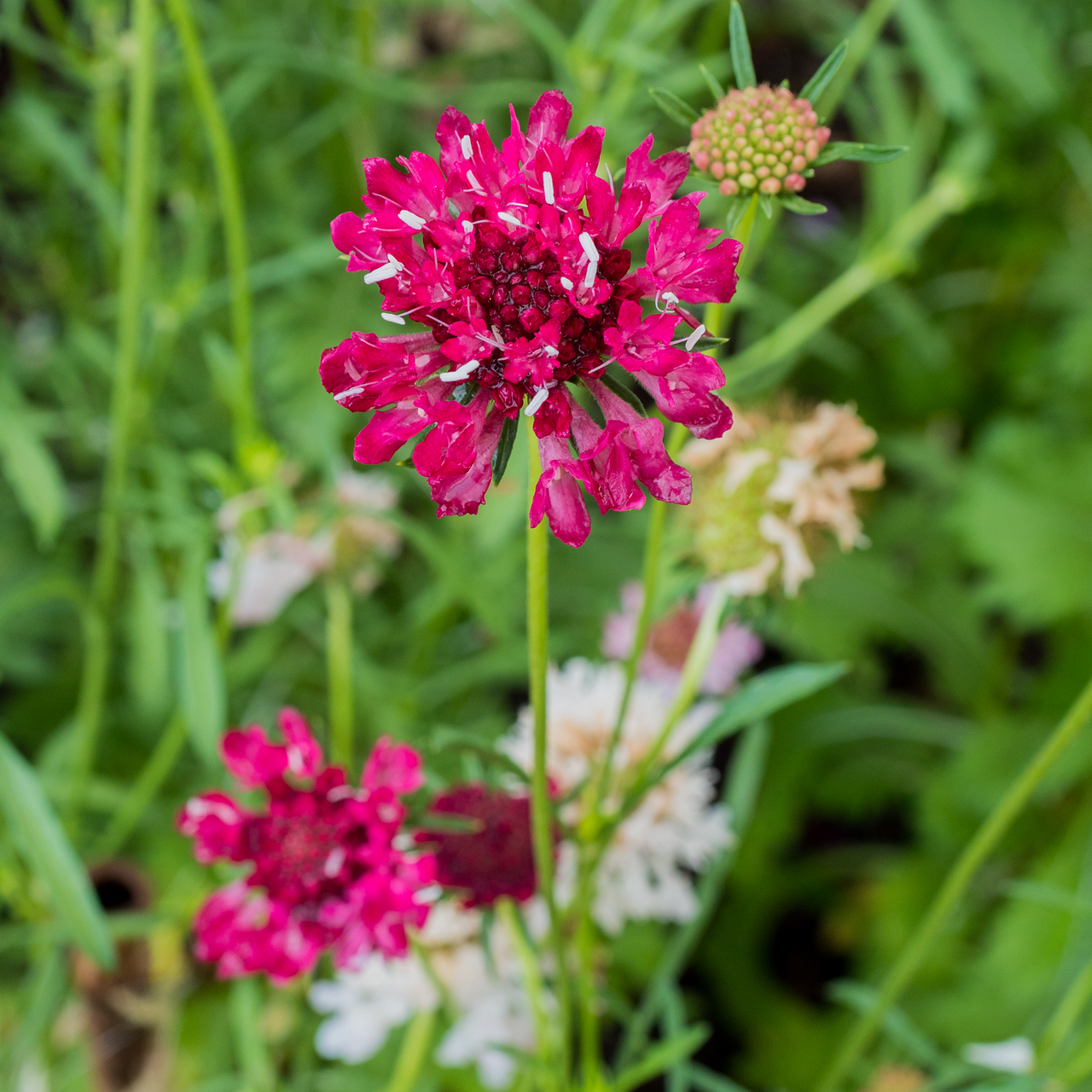 Pincushion Flower Seeds (Scabiosa atropurpurea)