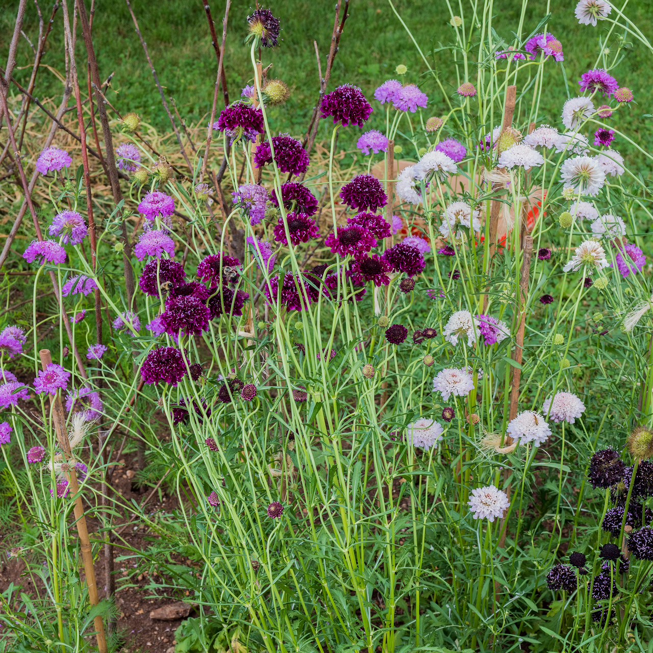 Pincushion Flower Seeds (Scabiosa atropurpurea)