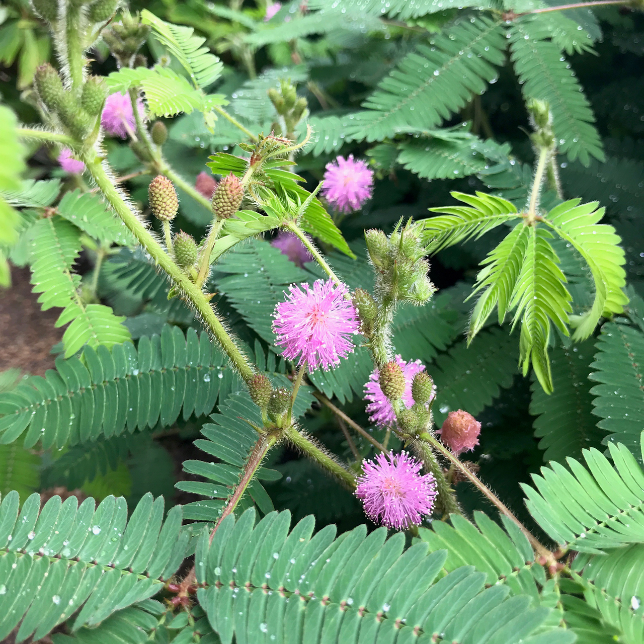 Sensitive Plant Seeds (Mimosa pudica)