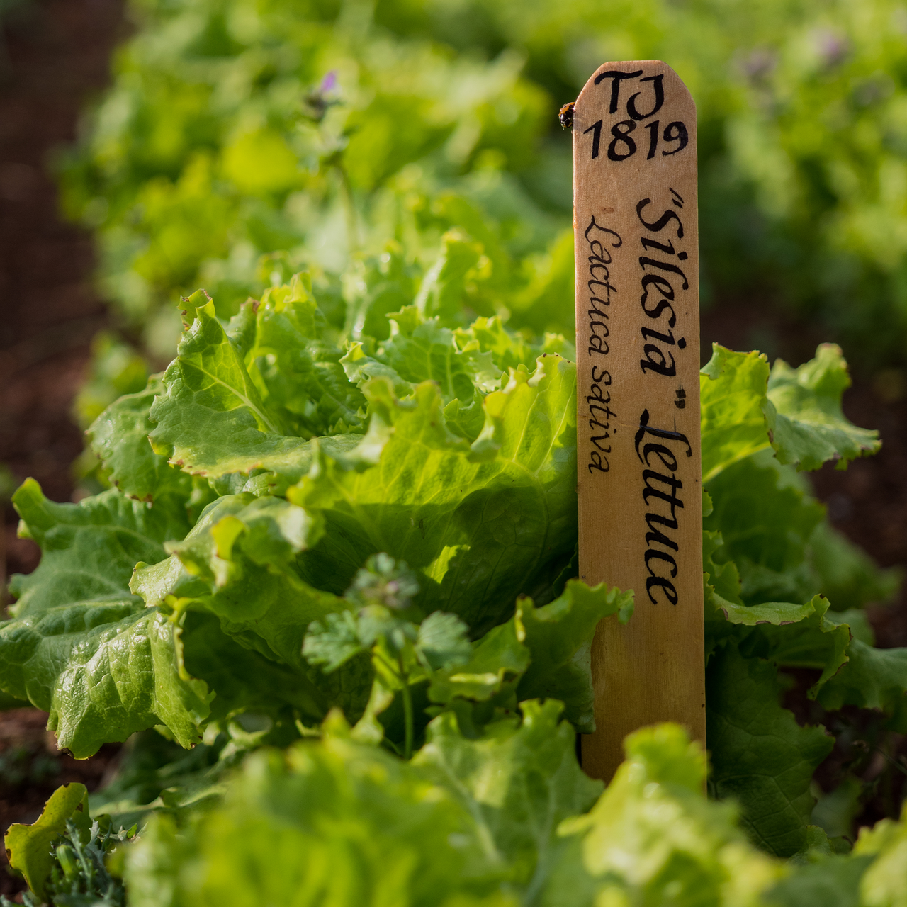 Silesia Lettuce Seeds (Lactuca sativa cv.)