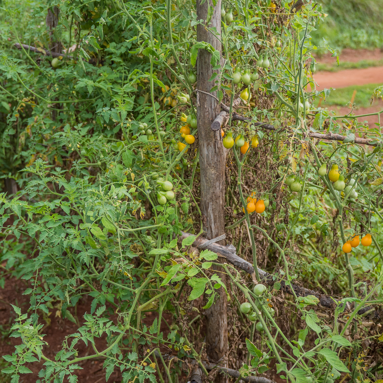 Yellow Pear Tomato Seeds (Solanum lycopersicum cv.)