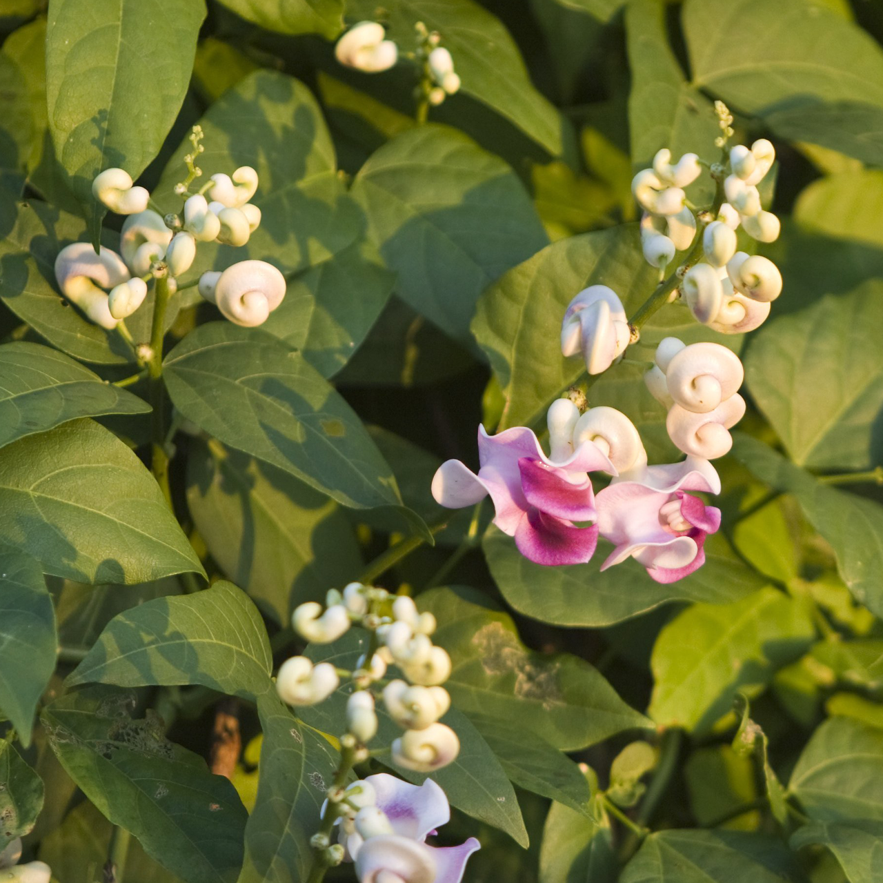 Snail Flower (Vigna caracalla)