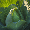 Early Jersey Wakefield Cabbage Seeds (Brassica oleracea var. capitata cv.)