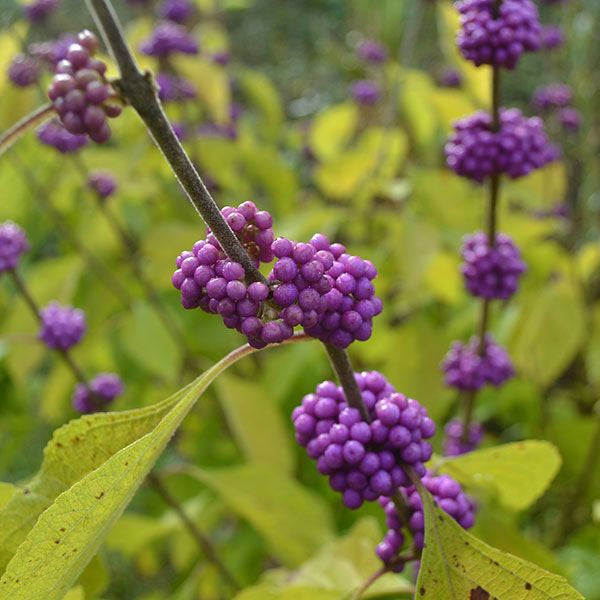 American Beautyberry (Callicarpa americana)