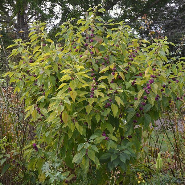 American Beautyberry (Callicarpa americana)