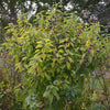 American Beautyberry (Callicarpa americana)
