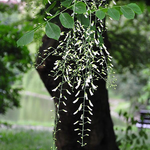 Bare Root American Yellowwood (Cladrastis kentukea)