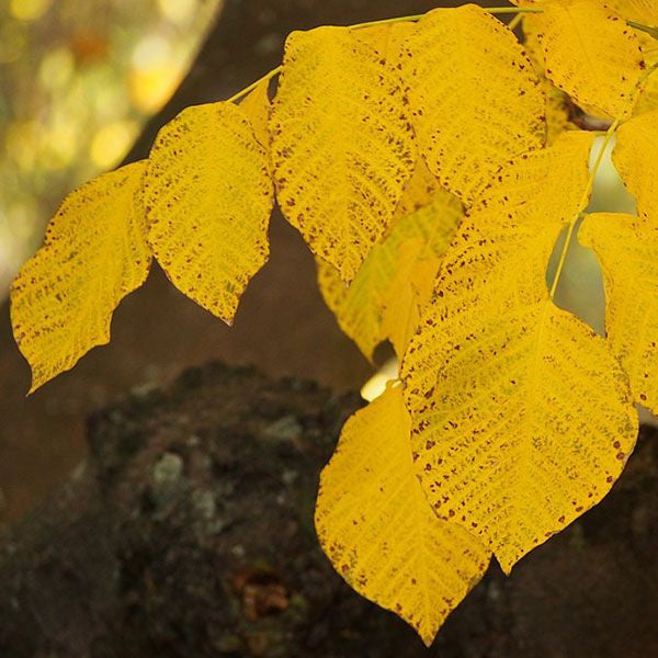 Bare Root American Yellowwood (Cladrastis kentukea)