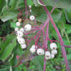 Bare Root Gray Dogwood (Cornus racemosa)