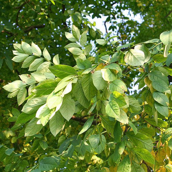 Bare Root Kentucky Coffeetree (Gymnocladus dioica)