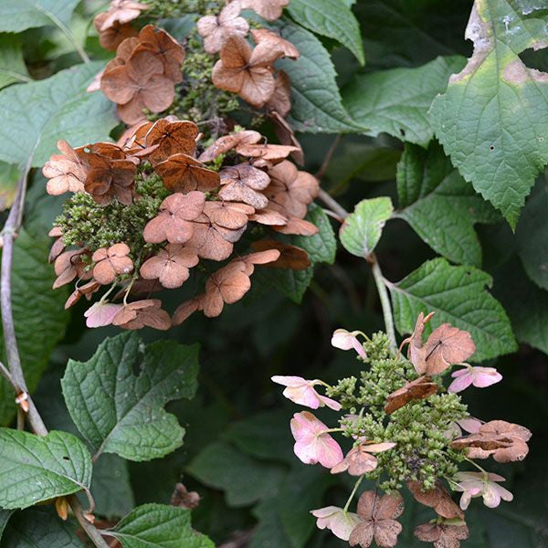 Bare Root Oakleaf Hydrangea (Hydrangea quercifolia)