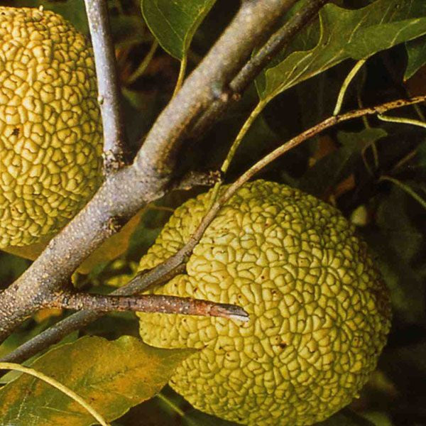 Bare Root Osage Orange (Maclura pomifera)