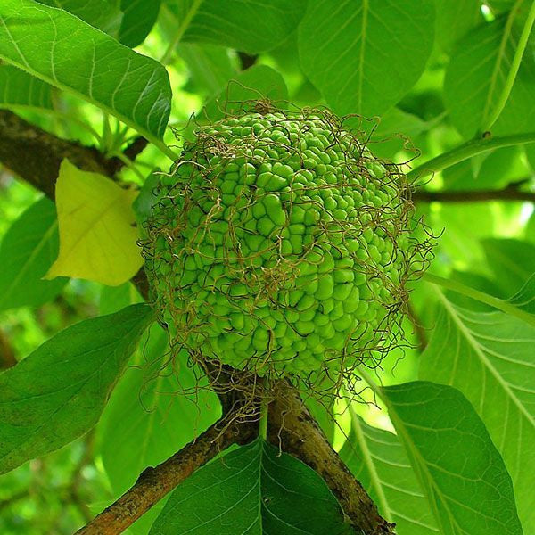 Bare Root Osage Orange (Maclura pomifera)