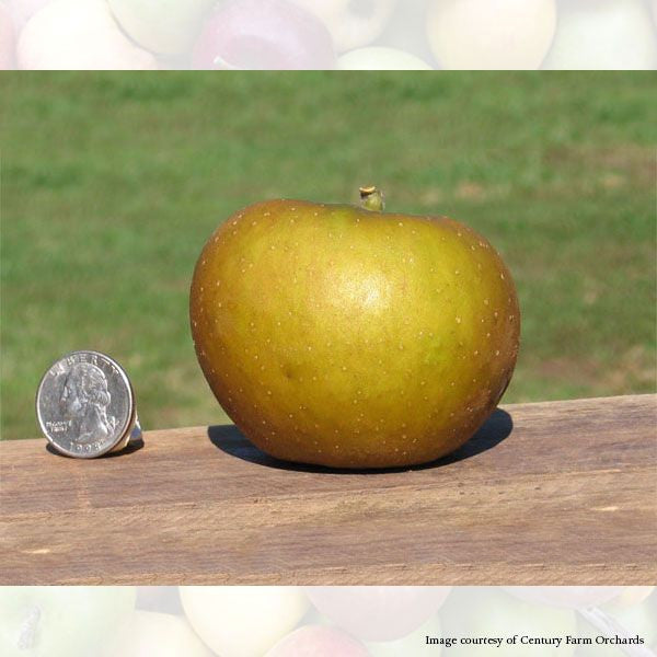 Bare Root Keener Seedling Apple Tree (Malus cv.)