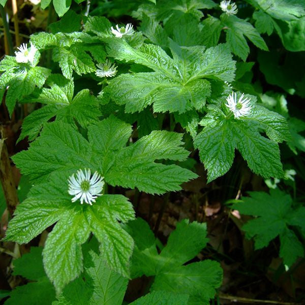 Golden Seal (Hydrastis canadensis)