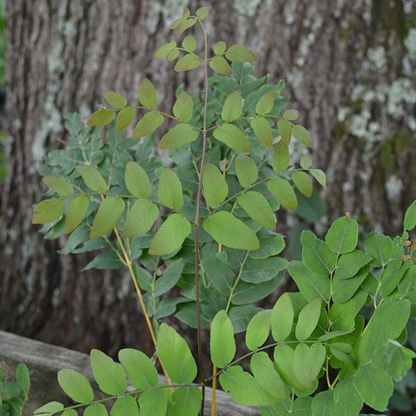 Bare Root Royal Fern (Osmunda regalis)