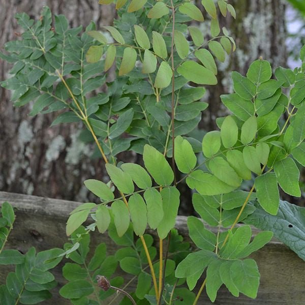 Bare Root Royal Fern (Osmunda regalis)