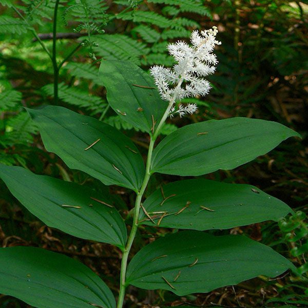 Bare Root False Solomon’s Seal (Maianthemum racemosum)