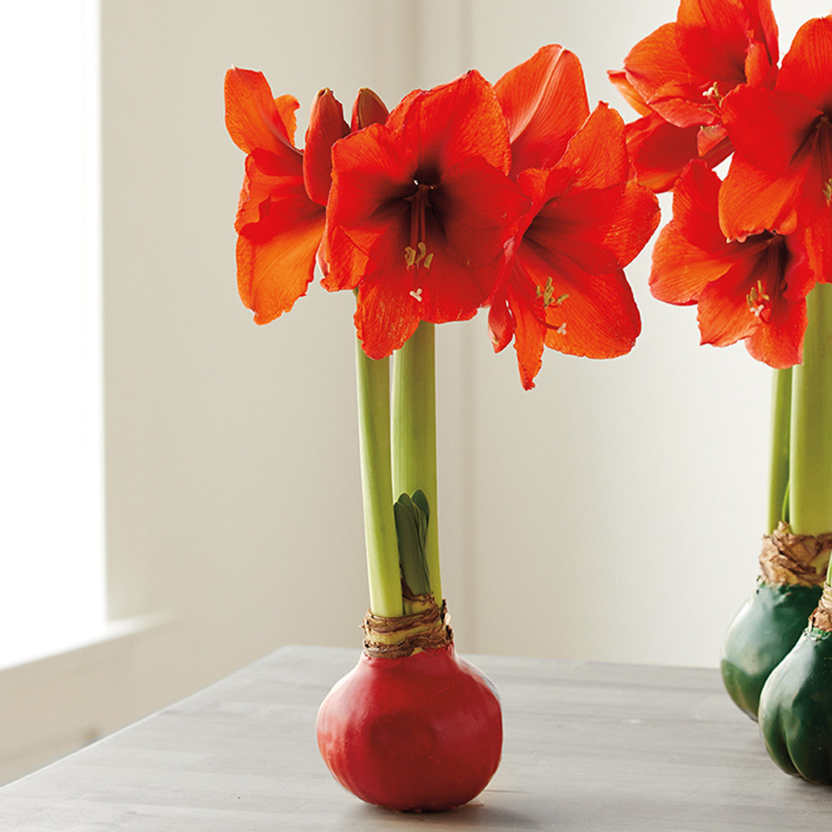 Red Wax Amaryllis Bulb