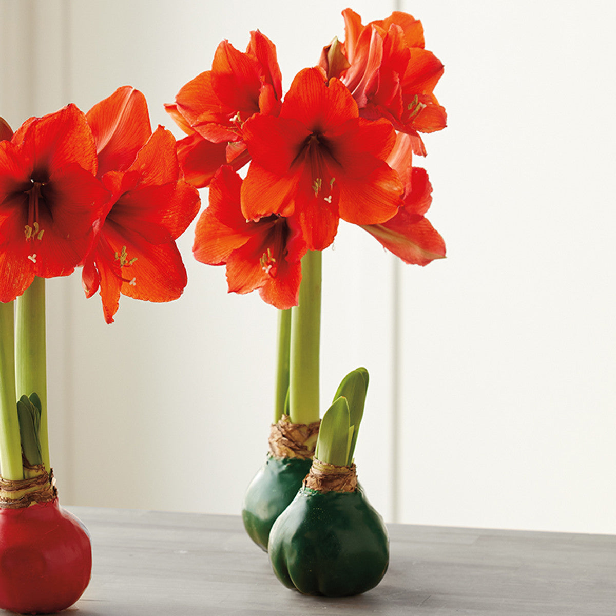 Green Wax Amaryllis Bulb