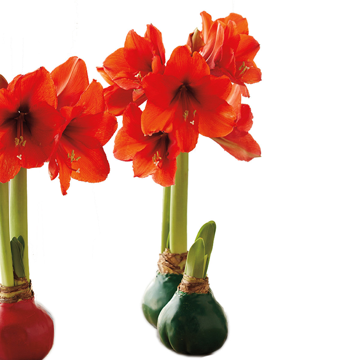 Green Wax Amaryllis Bulb