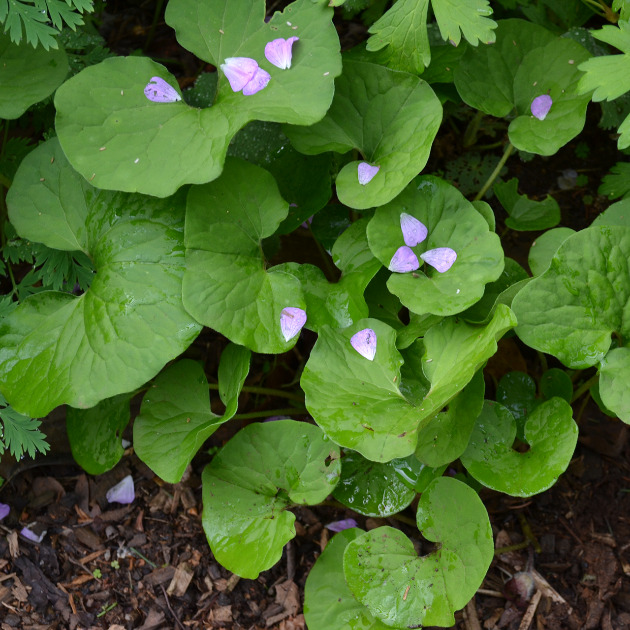 Bare Root Wild Ginger (Asarum canadense)