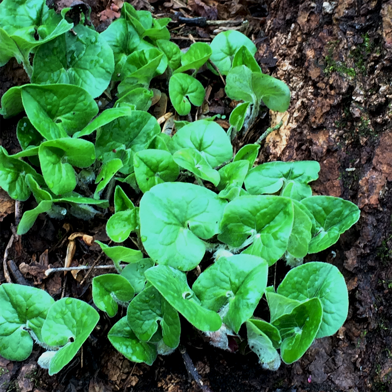 Wild Ginger (Asarum canadense)