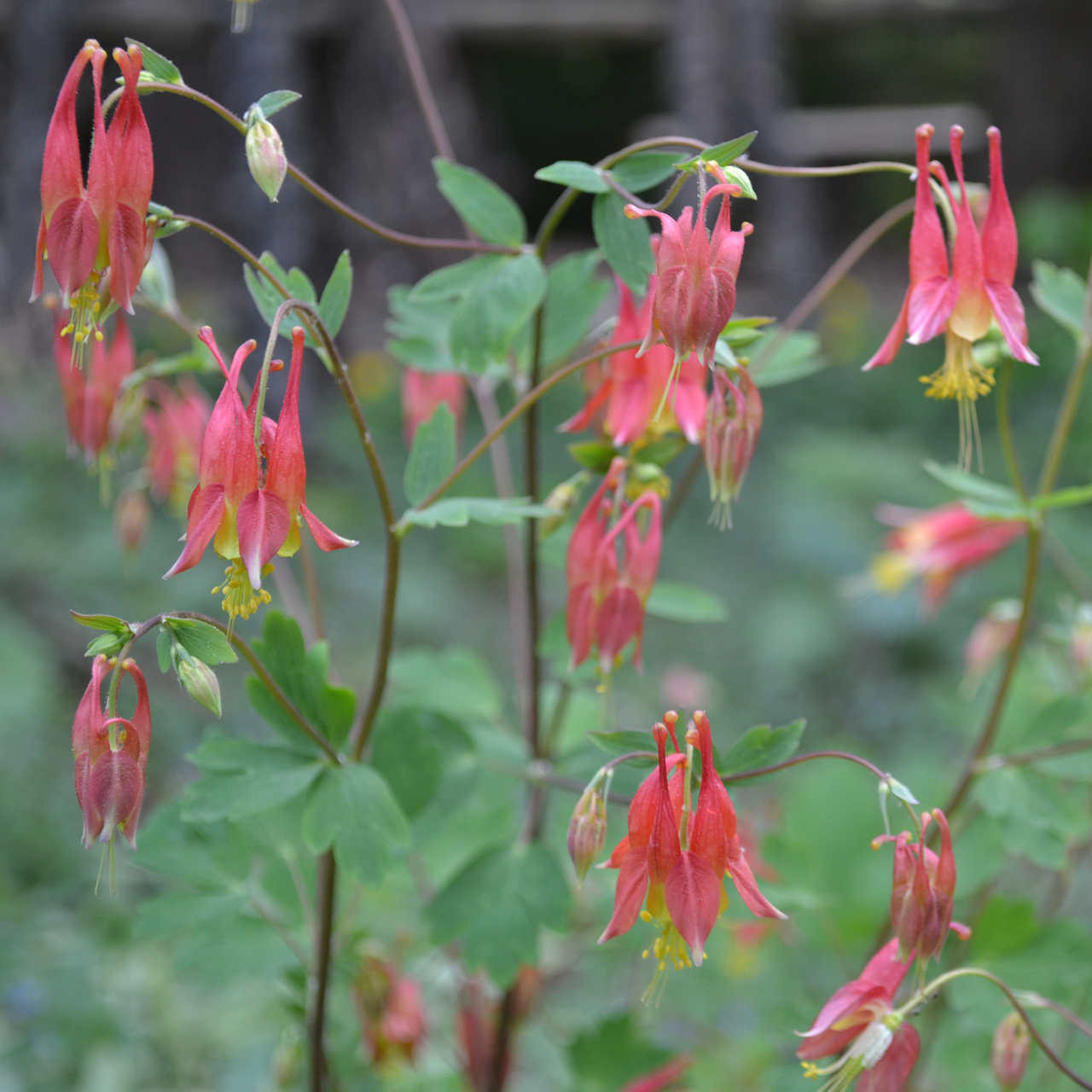 Eastern Red Columbine (Aquilegia canadensis)