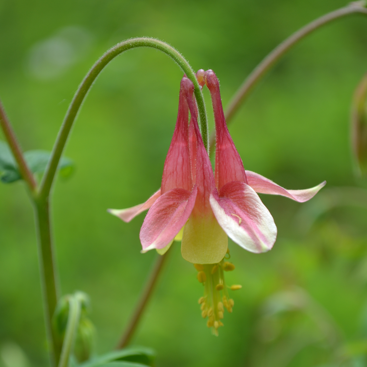 Eastern Red Columbine (Aquilegia canadensis)